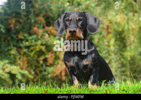 Rauhaar Dackel, Rauhhaar Dackel, Haushund (Canis Lupus F. Familiaris), Black And Tan neunzehn Monate alte Rüde saß auf einer Wiese, Deutschland Stockfoto