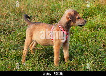 Rasse Hund (Canis Lupus F. Familiaris) vermischt, steht 12 Wochen alt Mischling Hund auf einer Wiese, Deutschland Stockfoto