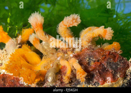 Ascidian rot-Flake, kolonialen Sesquirt, kolonialen Seescheide (Morchellium Argus, Argus Amaroucium, Aplidium Argus), Kolonie Stockfoto