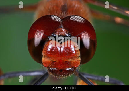 Rötliche Sympetrum, Ruddy Darter (Sympetrum Sanguineum), Porträt, Vorderansicht, Deutschland Stockfoto