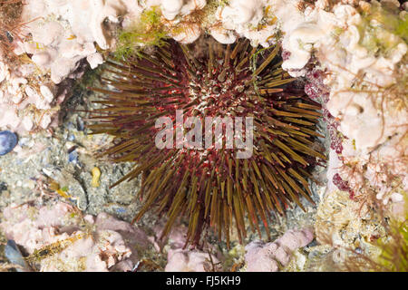 lila Seeigel, steinigen Seeigel, schwarze Seeigel (Paracentrotus Lividus, Strongylocentrotus Lividus, Toxopneustes Lividus), sitzt im Dell in den Fels gegraben von selbst Stockfoto