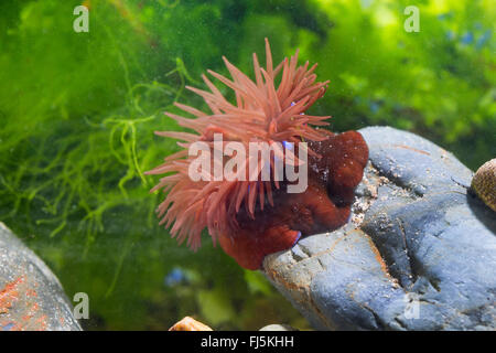 Mikrokügelchen Anemone, rote Seeanemone, Pflaume Anemone, Mikrokügelchen-Anemone (Actinia Equina), auf einem Stein Stockfoto