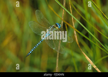 Migrantische Spreadwing, südlichen Emerald Damselfly (Lestes Barbarus), Männchen auf einem Stiel, Ansicht von oben, Deutschland Stockfoto