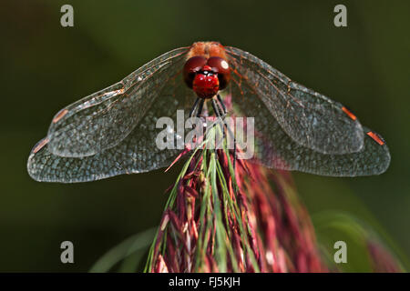 Rötliche Sympetrum, Ruddy Darter (Sympetrum Sanguineum), Vorderansicht, mit hängenden Flügeln auf einer Pflanze, Deutschland Stockfoto