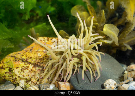 Snakelocks Anemone, Anemone Opelet (Anemonia Sulcata, Anemonia Viridis), auf dem Boden Stockfoto