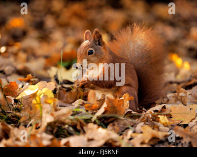 Europäische Eichhörnchen, eurasische Eichhörnchen (Sciurus Vulgaris), auf Herbstlaub sitzen und Essen, Deutschland, Sachsen Stockfoto