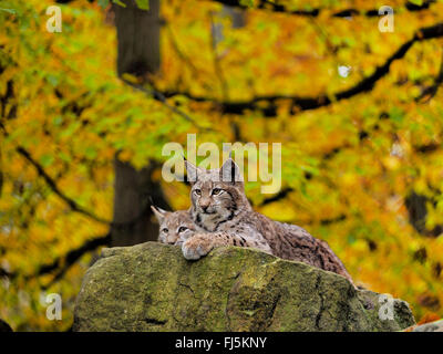 nördlichen Luchs (Lynx Lynx Lynx), zwei junge Luchse im Herbst liegen auf einem Felsblock, Deutschland, Bayern Stockfoto