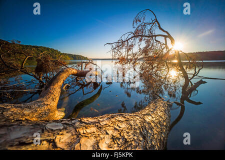 umgestürzten Baum am Ufer des Sees bei Gegenlicht, Neuglobsow, Stechlin, Brandenburg, Deutschland Stockfoto