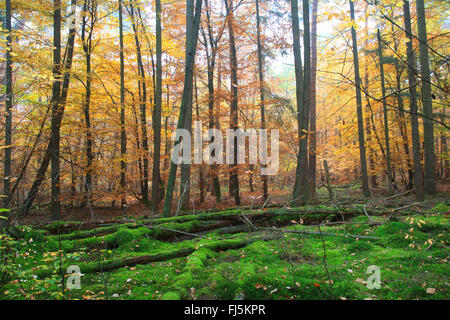 Rotbuche (Fagus Sylvatica), Herbst Holz, Deutschland Stockfoto