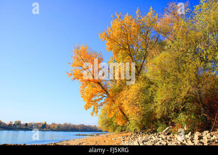 Auwaldes am Rhein mit niedrigem Wasserstand, Deutschland, Baden-Württemberg, Mannheim Stockfoto