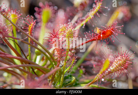 lange-leaved Sonnentau, länglich-leaved Sonnentau, Löffel-leaved Sonnentau (Drosera Intermedia), Blätter, Deutschland, Bayern Stockfoto