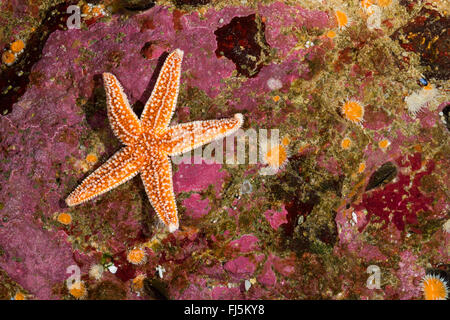 gemeinsamen Seestern, gemeinsame europäische Seastar (Asterias Rubens), am Riff Stockfoto