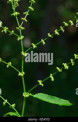 Holz-Dock, Dock Rotwein (Rumex Sanguineus), Blütenstand, Oberbayern, Oberbayern, Bayern, Deutschland Stockfoto