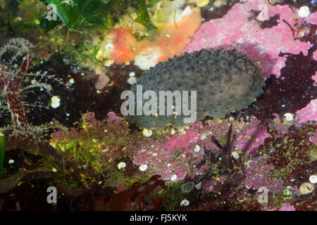 Keltische Seeschnecke, keltische Seeschnecke, Celtic Seaslug (Onchidella Celtica, Onchidiella Celtica, Onchidium Celticum, Onchidium Tuberculatum, Peronia Parthenopeia), auf einem Stein auf dem Boden Stockfoto