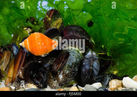 Atlantik Hund Wellhornschnecke, nördlichen Hund Wellhornschnecke, atlantischen Dogwinkle, nördliche Dogwinkle (Nucella Lapilli, Thais Lapilli) auf Miesmuscheln Stockfoto