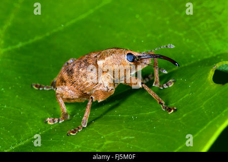 Eichel Rüsselkäfer (Curculio Venosus), sitzt auf einem Blatt, Deutschland Stockfoto