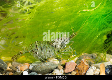 Rockpool Garnele, europäischen Rock Shrimps (Palaemon Elegans), Weibchen mit Eiern Stockfoto