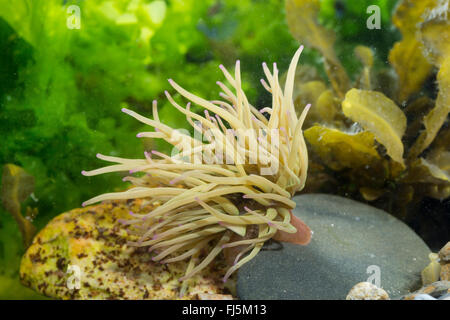 Snakelocks Anemone, Anemone Opelet (Anemonia Sulcata, Anemonia Viridis), auf dem Boden Stockfoto