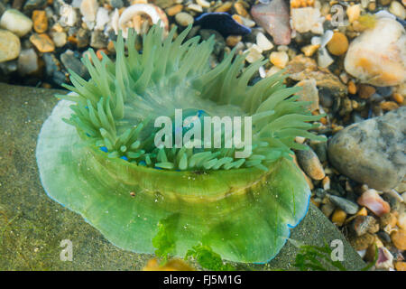 Mikrokügelchen Anemone, rote Seeanemone, Pflaume Anemone Mikrokügelchen-Anemone (Actinia Equina), grüne morph Stockfoto