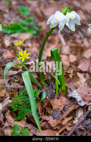 Frühling Schneeflocke (Leucojum Vernum), mit gelben Star-of-bethlehem, Gagea Lutea, Deutschland, Bayern, Oberbayern, Oberbayern Stockfoto