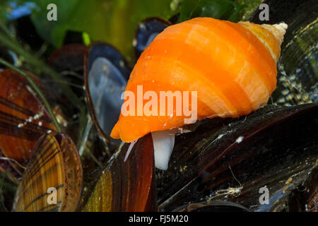 Atlantik Hund Wellhornschnecke, nördlichen Hund Wellhornschnecke, atlantischen Dogwinkle, nördliche Dogwinkle (Nucella Lapilli, Thais Lapilli) auf Miesmuscheln Stockfoto