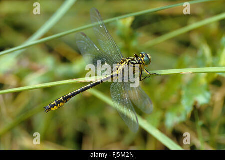 Fluss Clubtail, gelb-beinigen Libelle (Befestigung Flavipes, Stylurus Flavipes), auf einem Grashalm Stockfoto