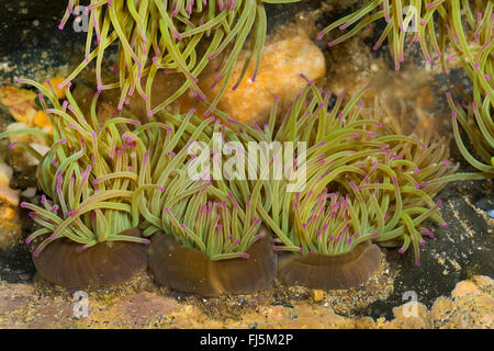 Snakelocks Anemone, Anemone Opelet (Anemonia Sulcata, Anemonia Viridis), einige Snakelocks Anemonen auf dem Boden Stockfoto