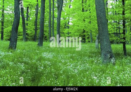 Easterbell Hahnenfußgewächse, größere Stitchwort (Stellaria Holostea) Frühholz mit vielen Easterbell Hahnenfußgewächse, Deutschland, Reinland-Pfalz, Hocheifel Stockfoto