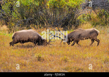 Wapiti, Elche (Cervus Elaphus Canadensis, Cervus Canadensis), zwei kämpfende Hirsche in der Brunft Saison, USA, Colorado, Rocky Mountain Nationalpark Stockfoto