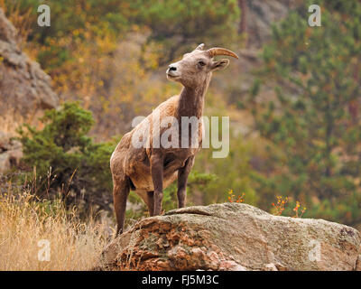 Dickhornschafe, amerikanische Bighorn, Bergschafe (Ovis Canadensis), Weibchen auf einem Felsen, USA, Colorado, Rocky Mountain Nationalpark Stockfoto