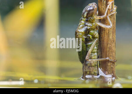 blau-grünes Darner, südlichen Aeshna, südlichen Hawker (Aeshna Cyanea), Nymphe Blätter Wasser sofort vor dem schlüpfen, Deutschland, Bayern Stockfoto