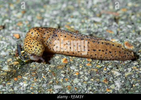 Riesen Gardenslug, europäischen Riesen Gardenslug, große graue Schnecke, gefleckte Garten Slug (Limax Maximus), speist eine Schnecke auf einer Straße, Deutschland, Bayern Stockfoto