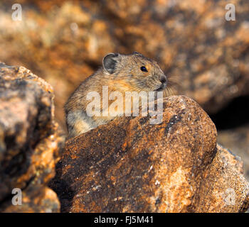 Amerikanische Pika (Ochotona Princeps), auf einem Felsen, USA, Colorado, Rocky Mountain Nationalpark Stockfoto