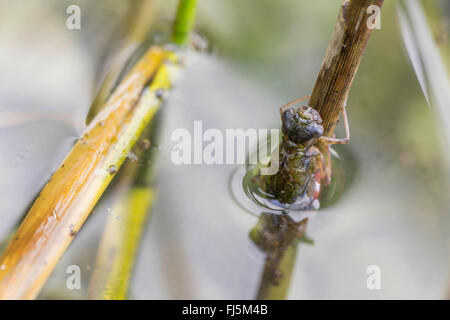 blau-grünes Darner, südlichen Aeshna, südlichen Hawker (Aeshna Cyanea), Nymphe Blätter Wasser sofort vor dem schlüpfen, Deutschland, Bayern Stockfoto