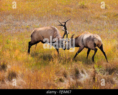 Wapiti, Elche (Cervus Elaphus Canadensis, Cervus Canadensis), zwei kämpfende Hirsche in der Brunft Saison, USA, Colorado, Rocky Mountain Nationalpark Stockfoto