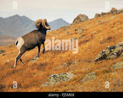 Dickhornschafe, amerikanische Bighorn, Bergschafe (Ovis Canadensis), Männlich, USA, Colorado, Rocky Mountain Nationalpark Stockfoto