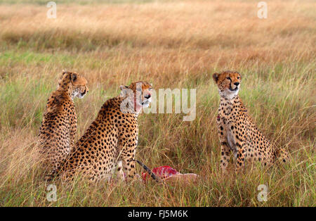 Gepard (Acinonyx Jubatus), drei wachsamen Geparden Fütterung eine Jagd nach unten Gazelle, Kenia, Masai Mara Nationalpark Stockfoto