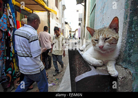 Hauskatze, Hauskatze (Felis Silvestris F. Catus), liegend auf einer Wand in einer engen Gasse, Kenia, Mombasa Stockfoto