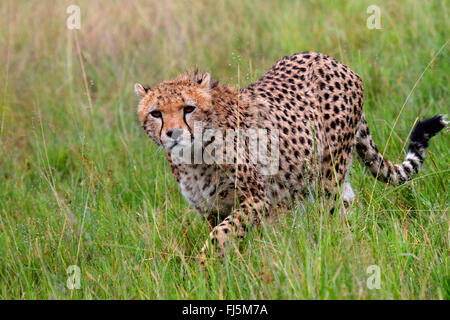 Gepard (Acinonyx Jubatus), zu Fuß hohes Gras, Kenia, Masai Mara Nationalpark Stockfoto