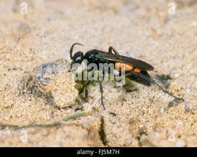 Black-banded Spinne Wespe (Anoplius Viaticus, Anoplius Fuscus, Pompilus Viaticus), Weiblich, graben das Nest, Deutschland Stockfoto