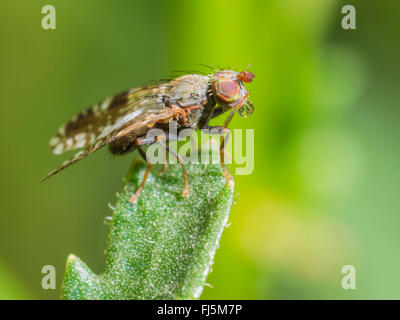 Tephritid Fliege (Tephritis Neesii), männliche mit Verdauung, Deutschland Stockfoto