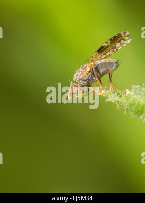 Tephritid Fliege (Tephritis Neesii), männliche auf Ochsen-Auge Daisy (Leucanthemum Vulgare), Deutschland Stockfoto