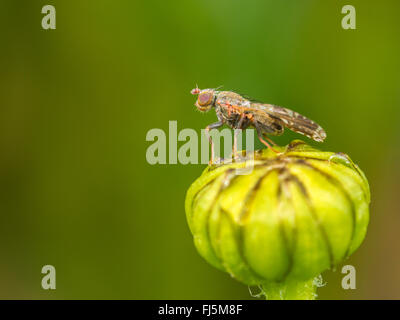 Tephritid Fliege (Tephritis Neesii), männliche auf Ochsen-Auge Daisy (Leucanthemum Vulgare), Deutschland Stockfoto