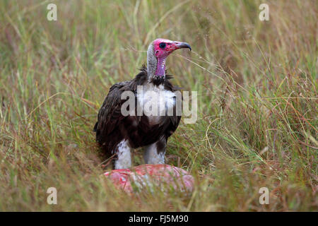 mit Kapuze Geier (Necrosyrtes Monachus), an einem Kadaver, Kenia, Masai Mara Nationalpark Stockfoto