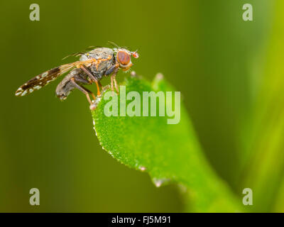 Tephritid Fliege (Tephritis Neesii), männliche auf Ochsen-Auge Daisy (Leucanthemum Vulgare), Deutschland Stockfoto