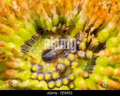 Tephritid Fliege (Tephritis Neesii), junge Puppe in die Körbchen von Ochsen-Auge Daisy (Leucanthemum Vulgare), Deutschland Stockfoto