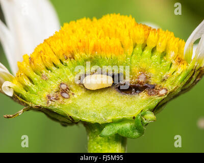 Tephritid Fliege (Tephritis Neesii), Larve in das Körbchen von Ochsen-Auge Daisy (Leucanthemum Vulgare), Deutschland Stockfoto