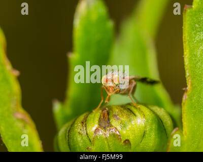 Tephritid Fliege (Tephritis Neesii), männliche auf Ochsen-Auge Daisy (Leucanthemum Vulgare), Deutschland Stockfoto