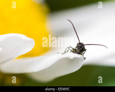 Braconiden, Braconiden Wespe (Bracon Atrator), Männchen auf der Blume von Oxeye-Daisy (Leucanthemum Vulgare), Deutschland Stockfoto