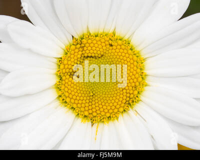 Tephritid Fliege (Tephritis Neesii), Larve in das Körbchen von Ochsen-Auge Daisy (Leucanthemum Vulgare), Deutschland Stockfoto